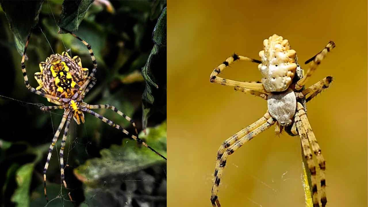 Dünyanın En Zehirli Örümceklerinden Olan "Argiope Lobata" Türkiye'de Görüldü!